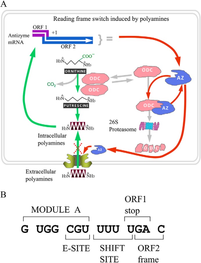 FIGURE 1.