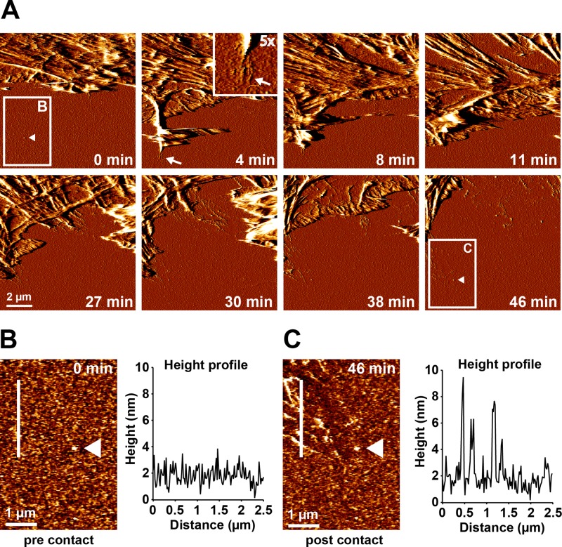 FIGURE 6: