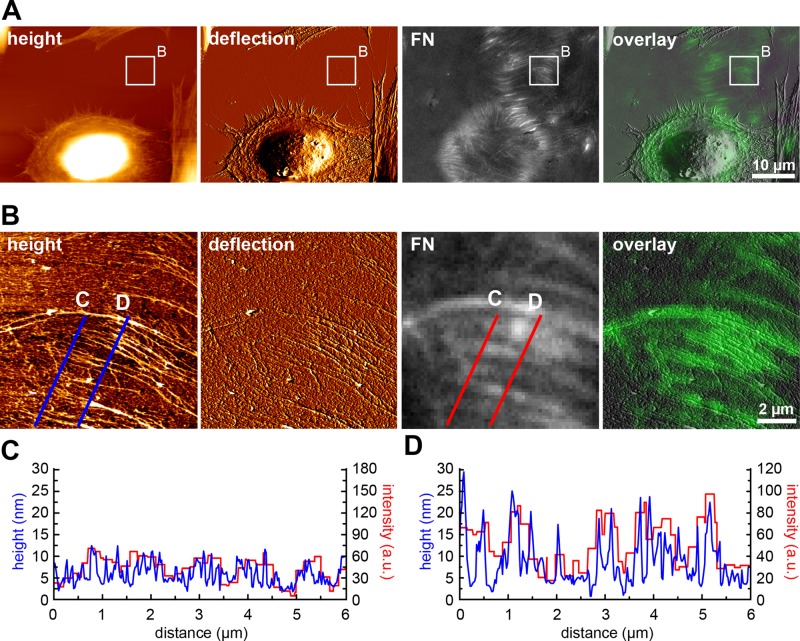 FIGURE 3: