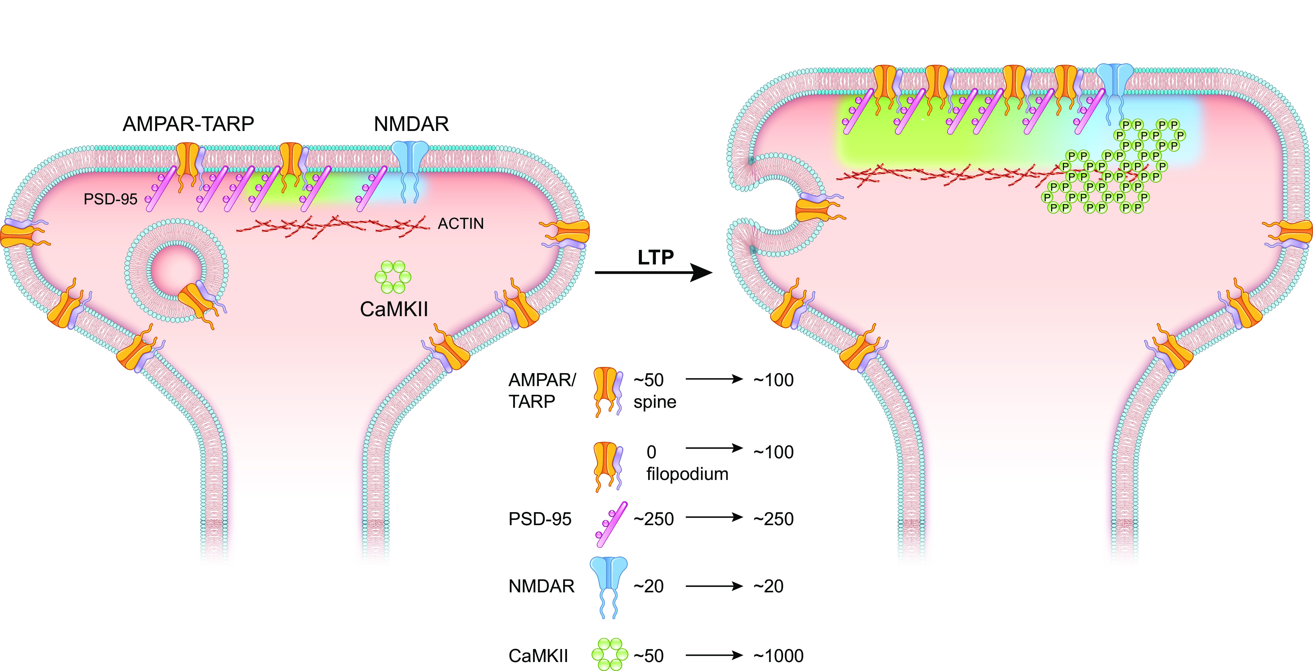 Figure 14.