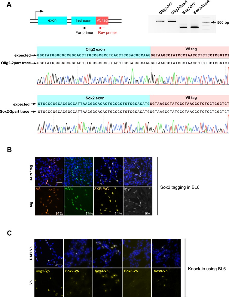 Figure 1—figure supplement 1.