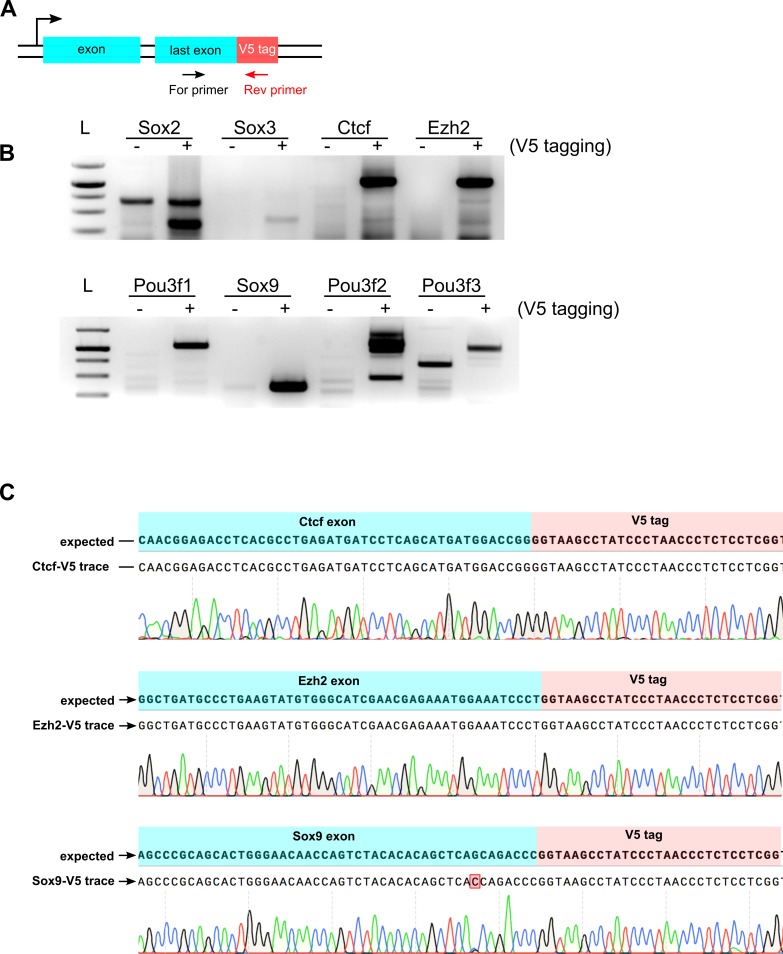 Figure 3—figure supplement 1.