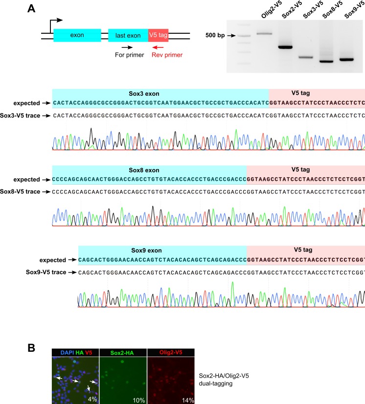 Figure 1—figure supplement 2.