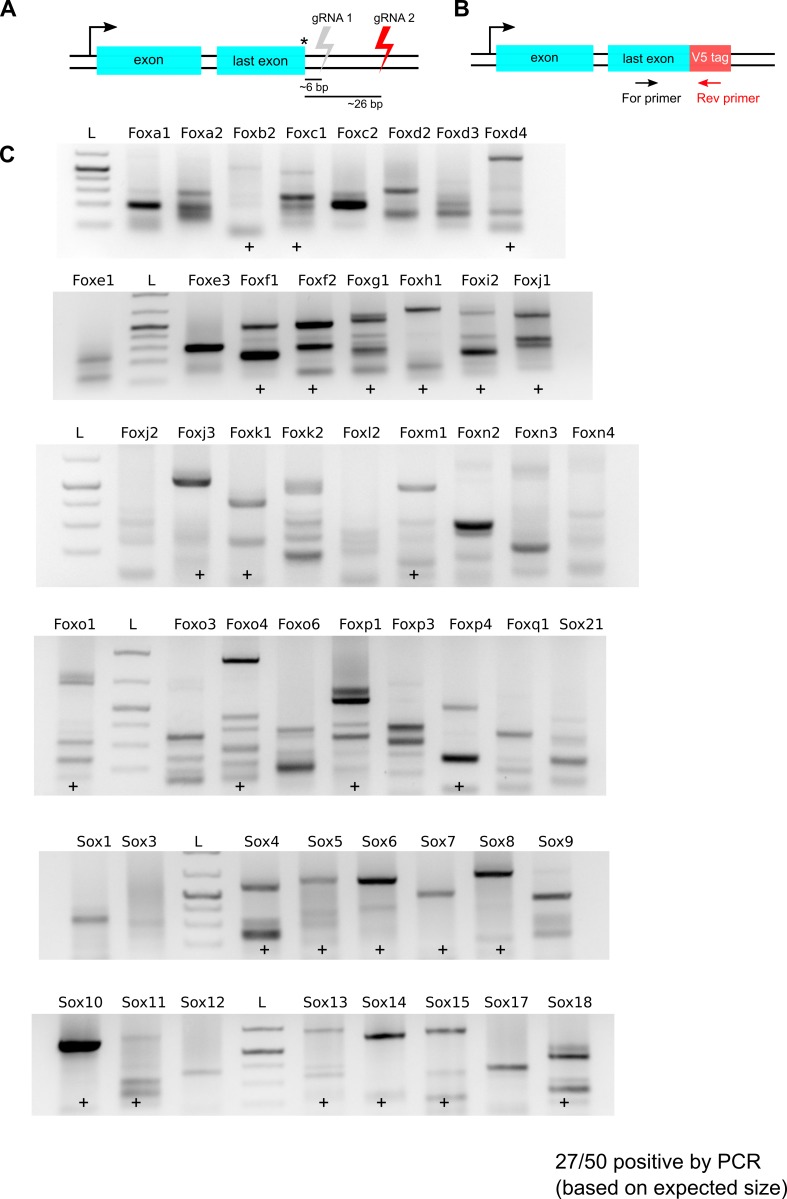 Figure 4—figure supplement 2.