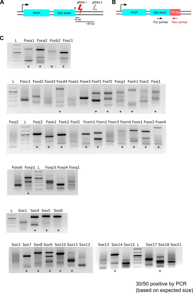 Figure 4—figure supplement 1.