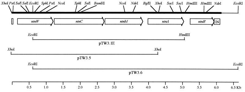 FIG. 3