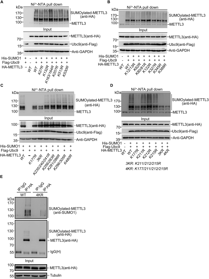 SUMOylation of the m6A-RNA methyltransferase METTL3 modulates its ...