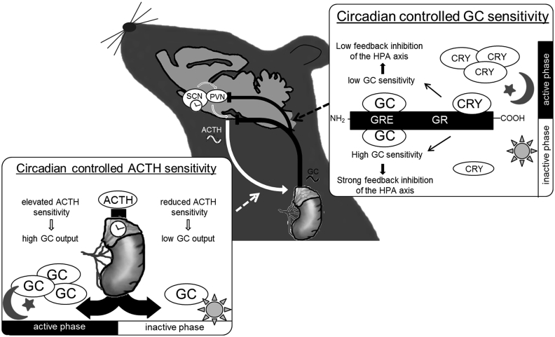 Fig. 2