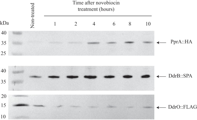 FIG 4 