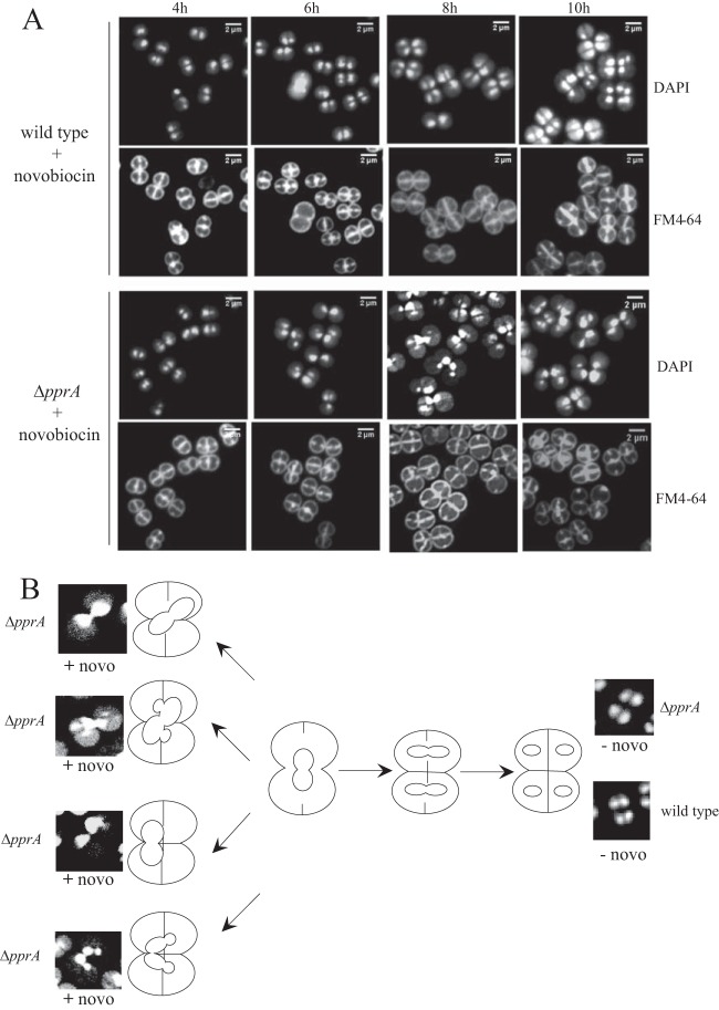 FIG 3 