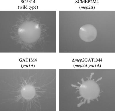 FIG. 6.