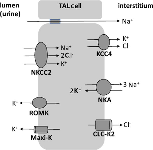 Fig. 8