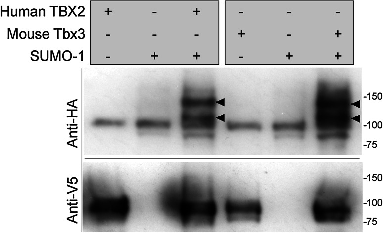 Fig. 7