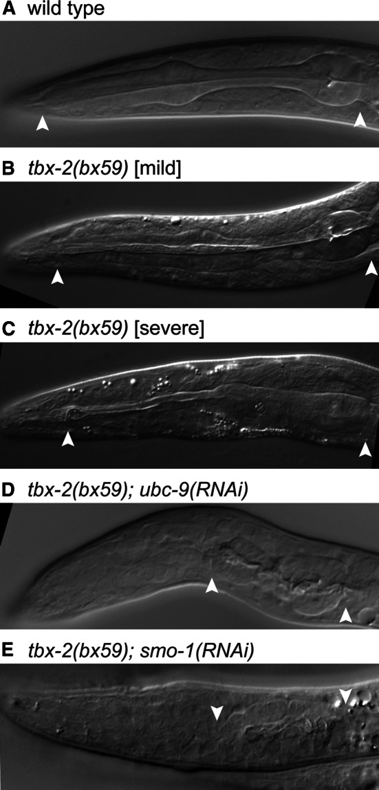 Fig. 4