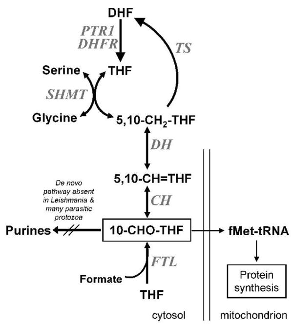 FIG. 1