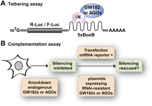 FIGURE 2.