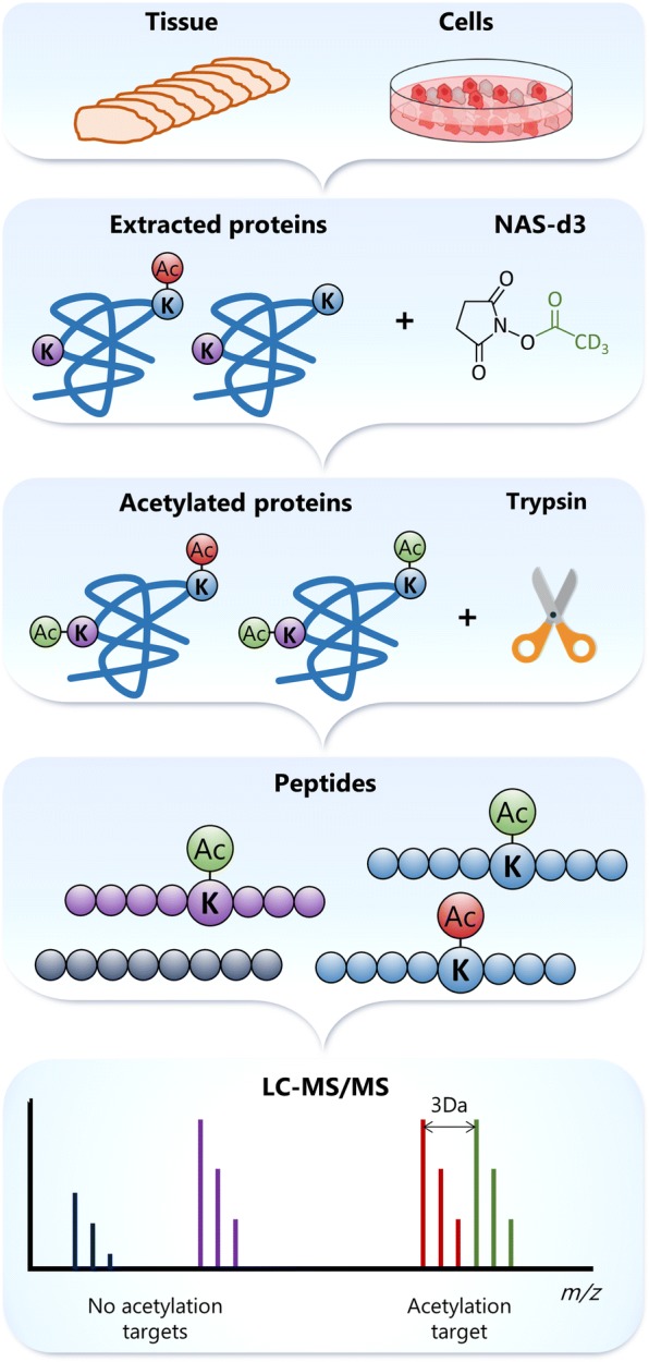 Fig. 11