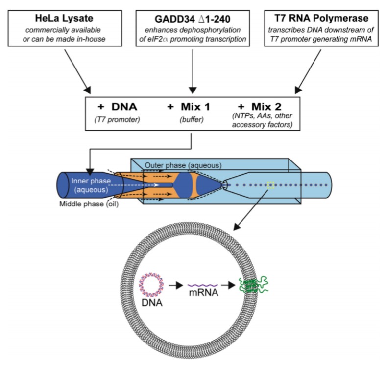 Figure 11