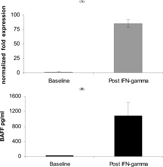 Fig. (3). BAFF expression and secretion modulation by IFN-g stimulation on cultured epithelial cells. (A)