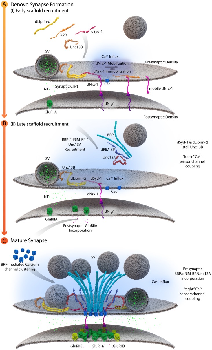 FIGURE 3