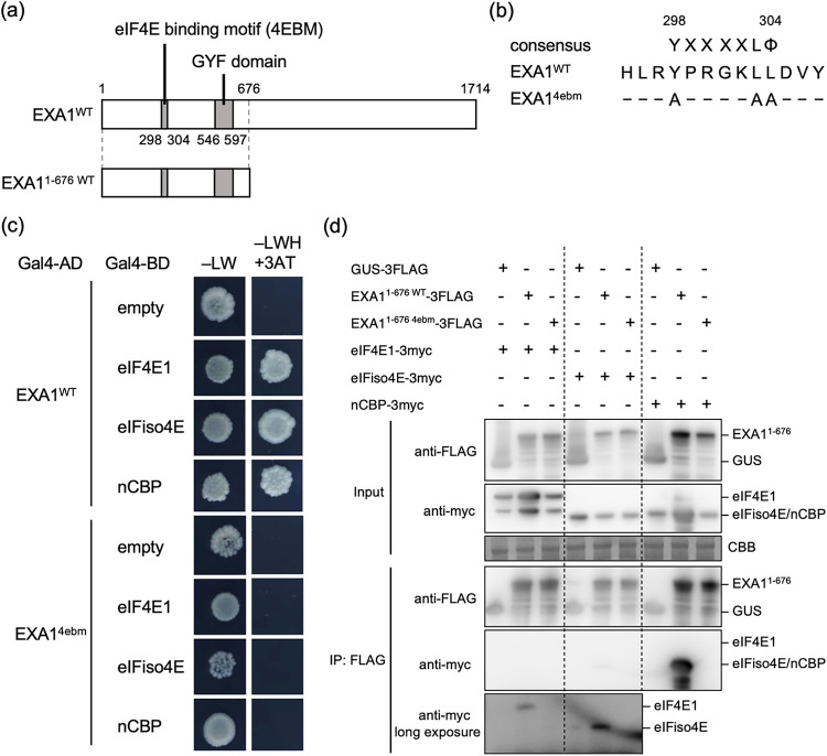 FIG 2