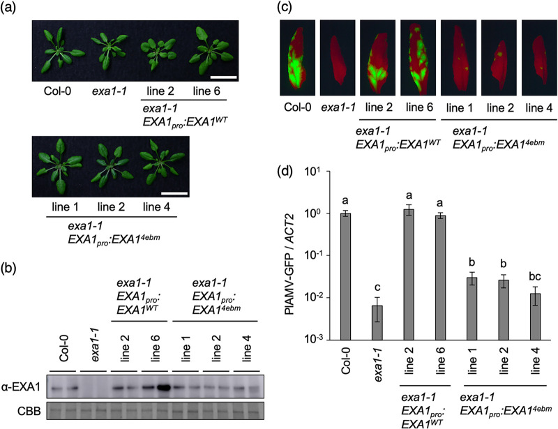 FIG 3