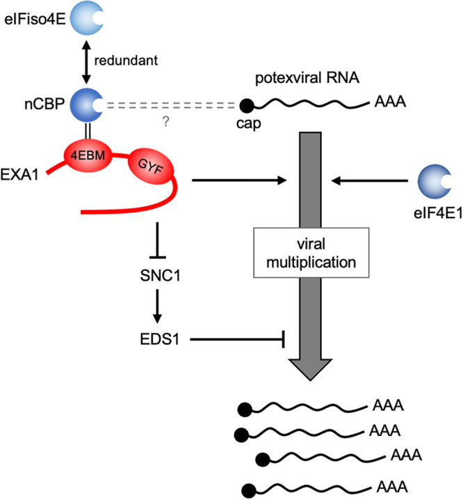 FIG 6