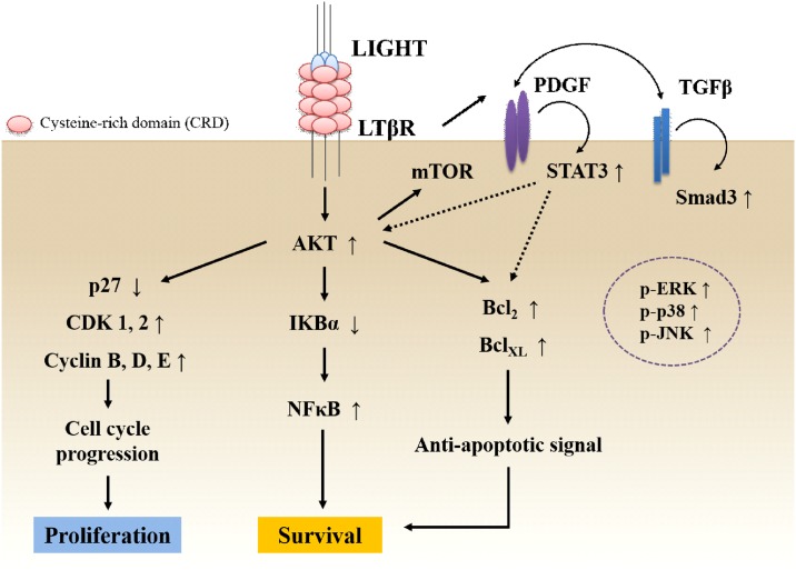 Fig 7