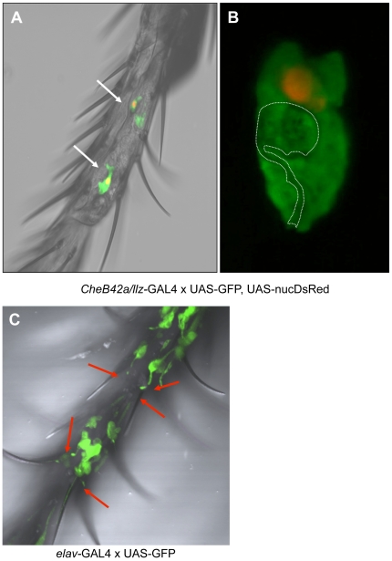 Figure 2