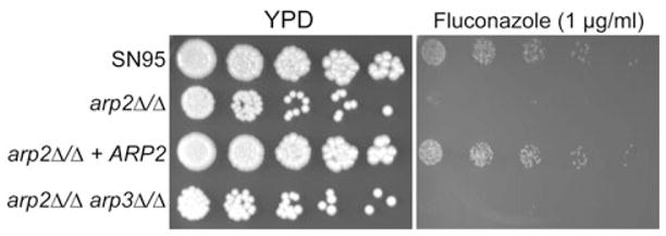 Fig. 9