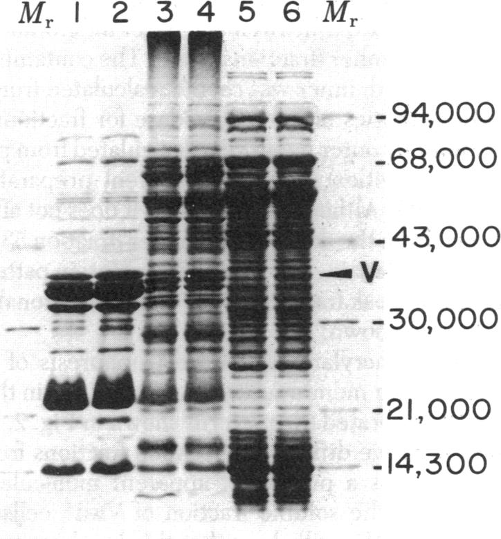 graphic file with name pnas00653-0589-a.jpg