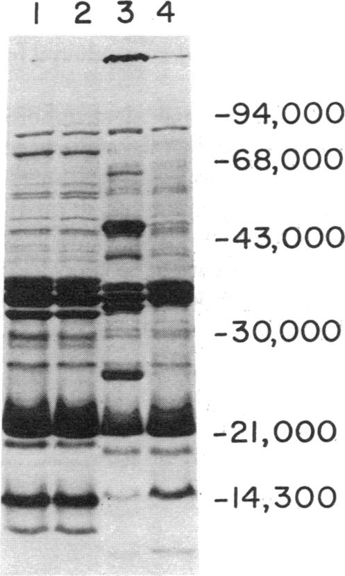 graphic file with name pnas00653-0591-c.jpg