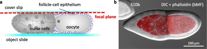 Fig. 3