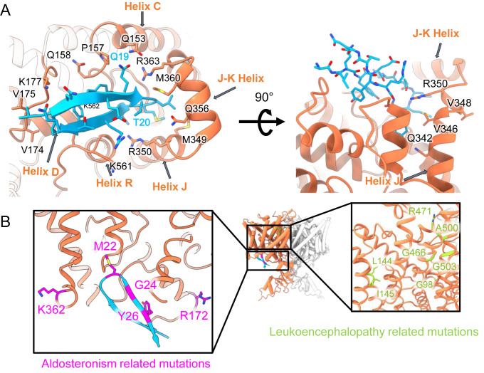 Figure 5—figure supplement 6.