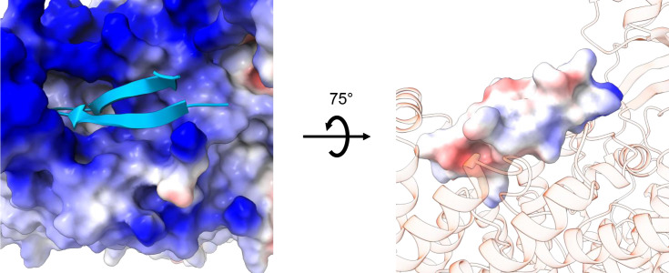 Figure 5—figure supplement 3.