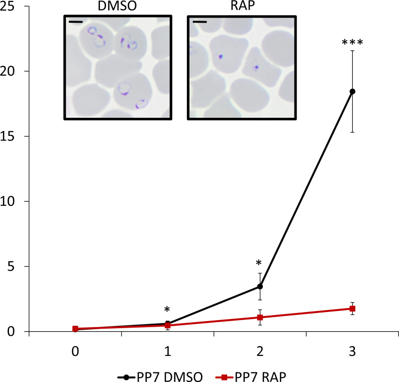 A line graph shows the growth of PP7 under DMSO and RAP treatments over three days, with inset micrographs of cells treated with DMSO and RAP.