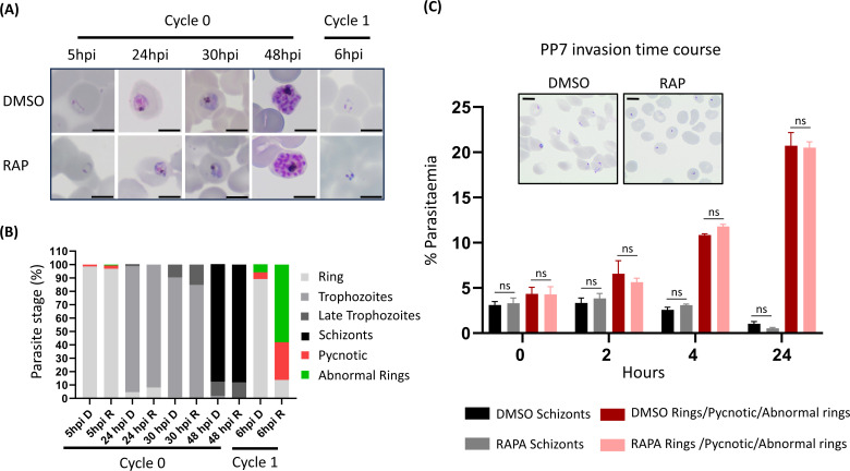 Micrographs show parasite stages under DMSO and RAP in Cycle 0 and Cycle 1. Stacked bar graph shows percentages of parasitic stages under DMSO and RAP. Bar graph tracks schizont and ring parasitemia over 24 hours, comparing DMSO and RAP treatments.