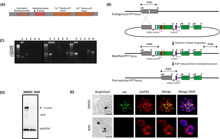 Diagram shows protein structure with key domains and PP7 gene locus modification. Gel electrophoresis shows PCR results. Western blot shows HA-tagged proteins under DMSO and RAP. Micrographs show protein localization under DMSO and RAP conditions.