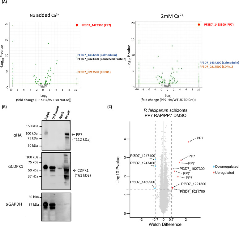 Volcano plots show proteins identified as PP7 interacting partners. Western blots of immuno-precipitated HA-tagged PP7 identify CDPK1 as partner. A scatter plot shows the proteins and phosphosites identified as PP7 substrates.