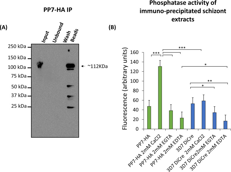 Western blot shows immunoprecipitation of PP7-HA with the strongest band in the Beads lane. The bar graph displays phosphatase activity in Schizont extracts, with PP7-HA showing the highest activity in 2 mM CaCl2 and lower activity in EGTA and EDTA.