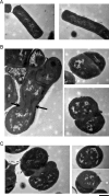 FIG. 2.
