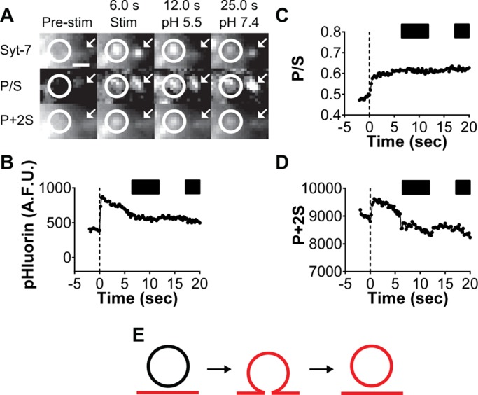 FIGURE 4: