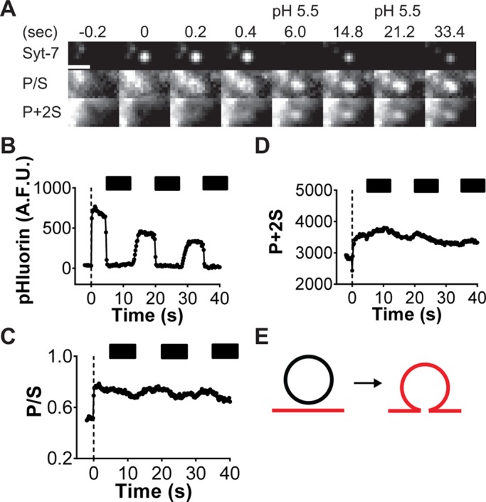 FIGURE 3: