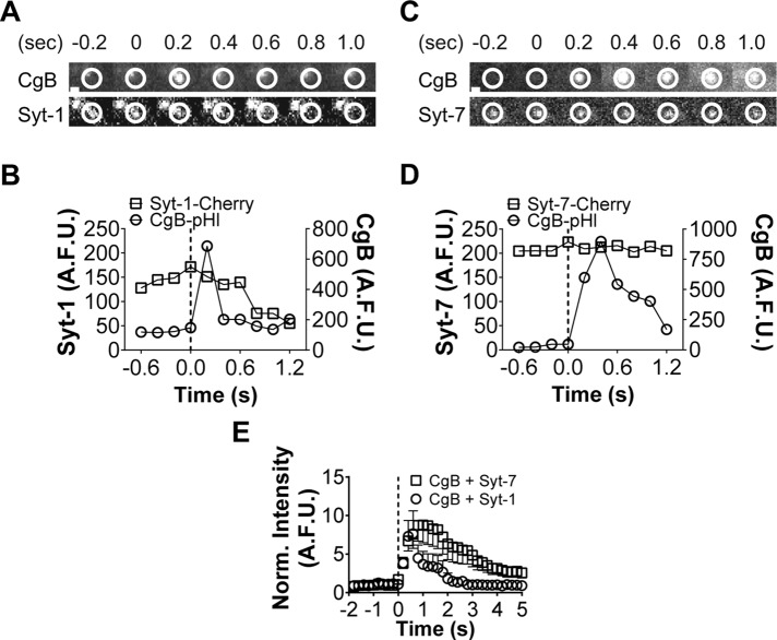 FIGURE 7: