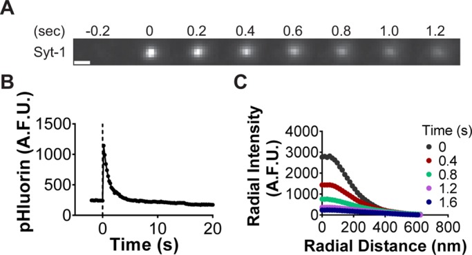 FIGURE 5: