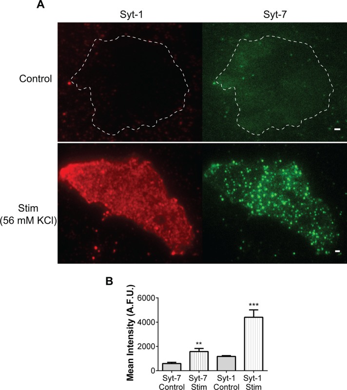 FIGURE 2: