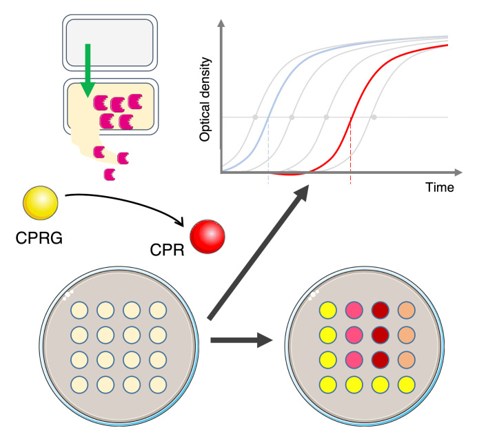 graphic file with name BioProtoc-13-13-4706-ga001.jpg