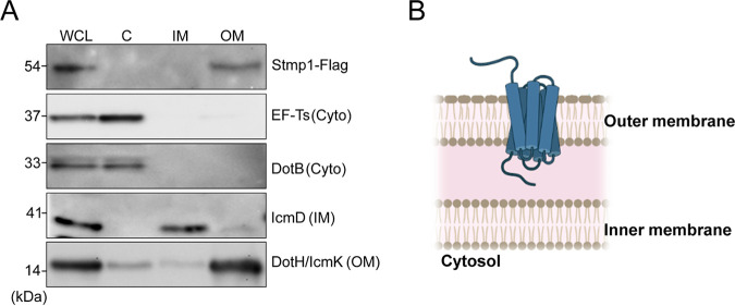 FIG 1