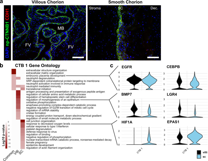 Figure 4—figure supplement 2.