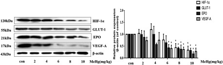 Figure 6 comprises a Western blotting for H1F 1 alpha (120 kilo Dalton), GLUT 1 (55 kilo Dalton), EPO (21 kilo Dalton), VEGF A (17 kilo Dalton), and beta actin (43 kilo Dalton), as well as a bar graph with standard deviation plotting relative protein expression per beta actin (y-axis) across treatment with 0, 2, 4, 6, 8, and 10 of methylmercury (milligrams per kilogram) (x-axis).